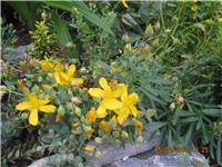 bcc3578c-DEDA GUME 126.jpg